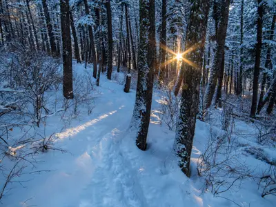 Photo from wildmontana.org Hiking trail in snow