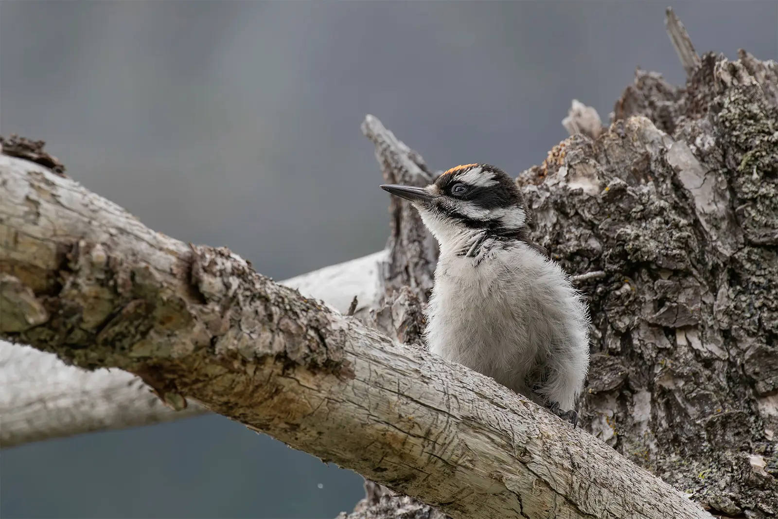 Juvenile male Hairy Woodpecker in Glacier National Park.