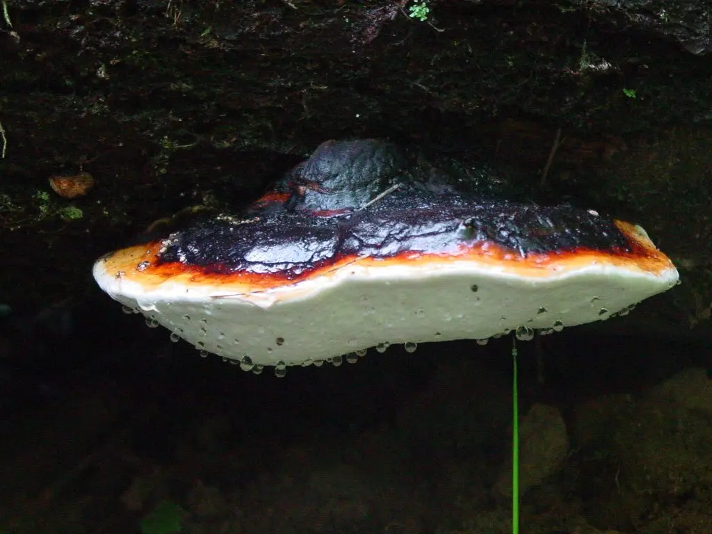 Fungal Guttation: Like Water off a Mushroom’s Back