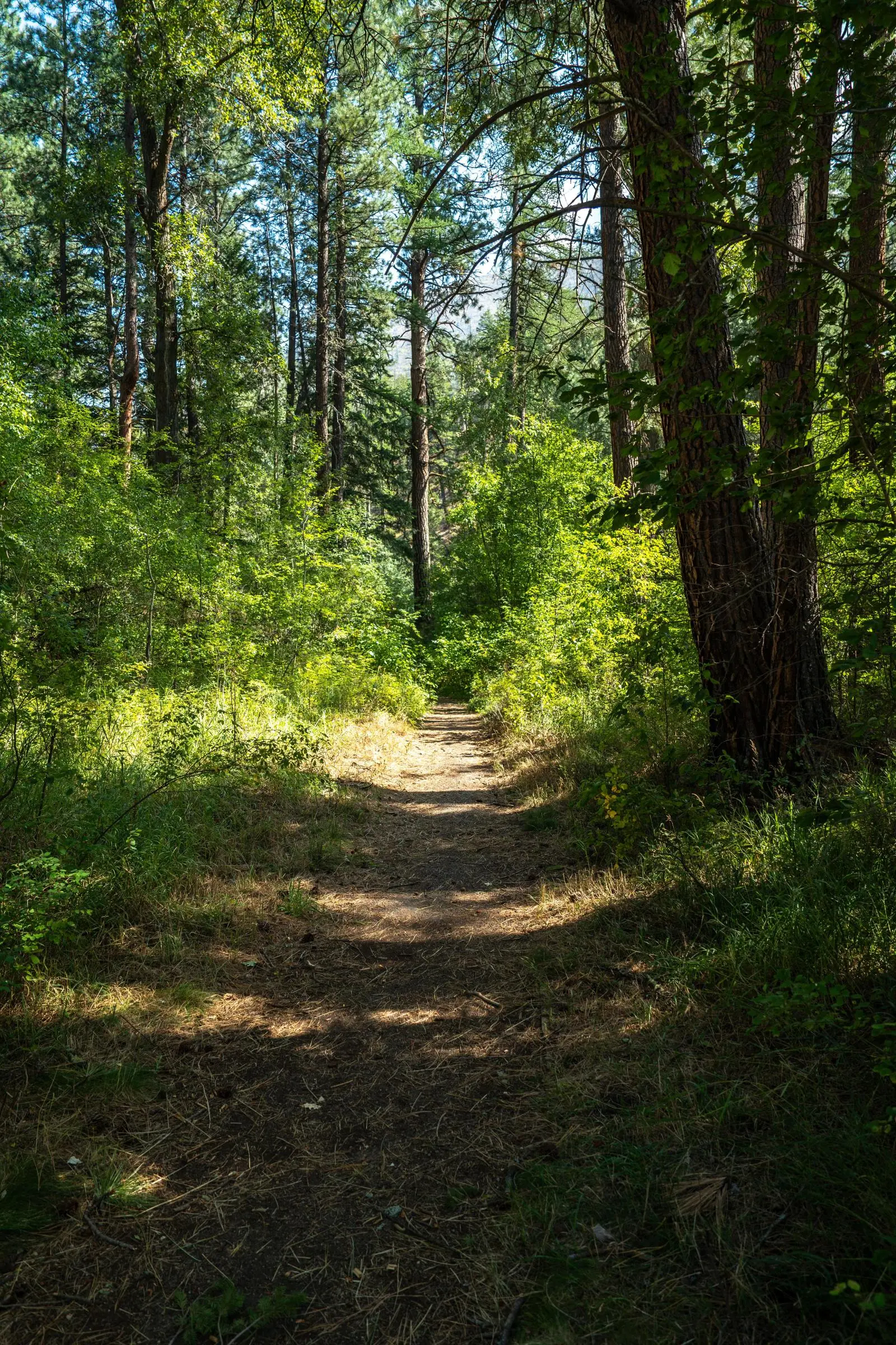 Image of Fort Fizzle on the Lolo National Forest.