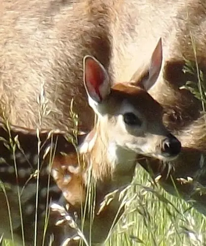 A young spotted fawn stands in tall grass near an adult deer.