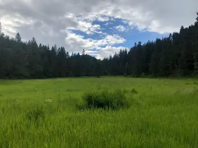 A grassy meadow is surrounded by a dense forest under a cloudy sky.