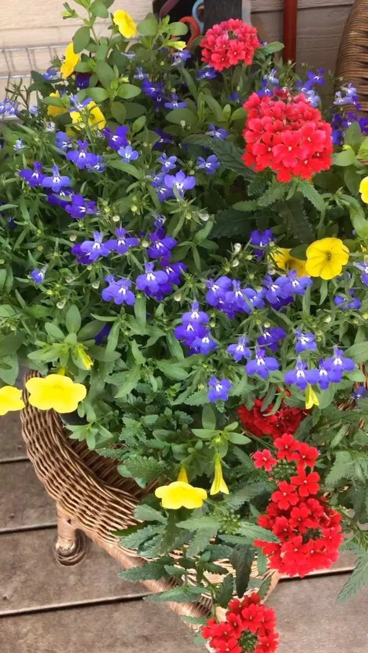 A wicker basket is filled with red, blue, and yellow flowers.