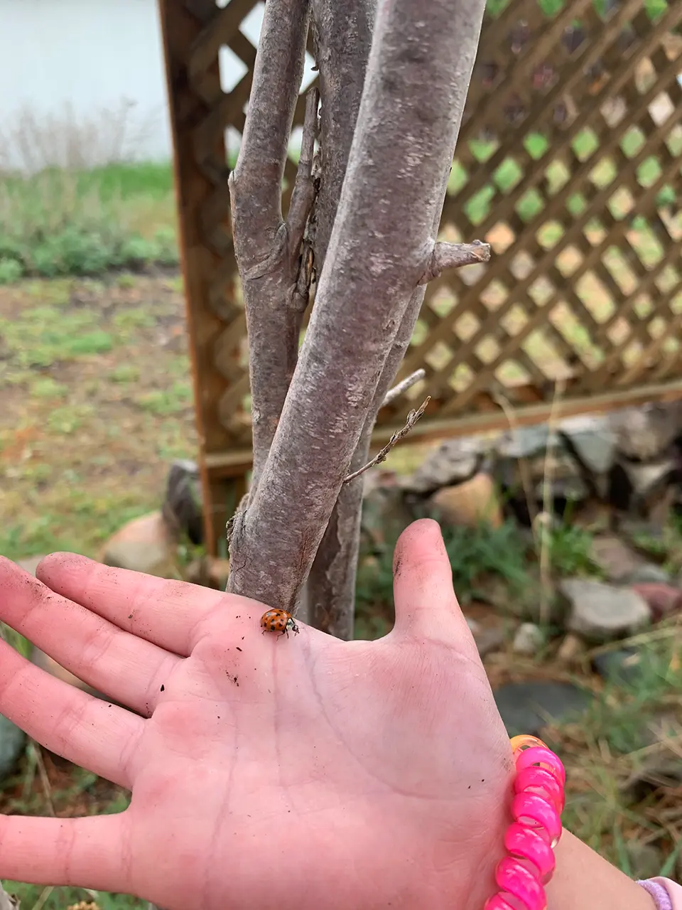 Kids holding bugs