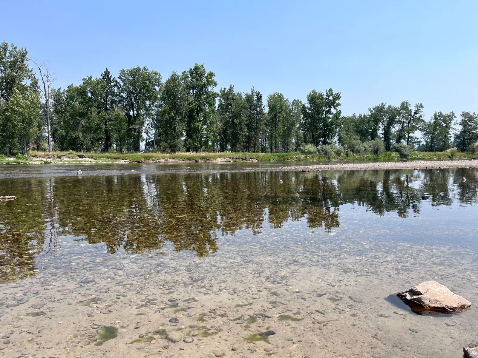 A shallow river flows past a line of green trees under a clear blue sky.