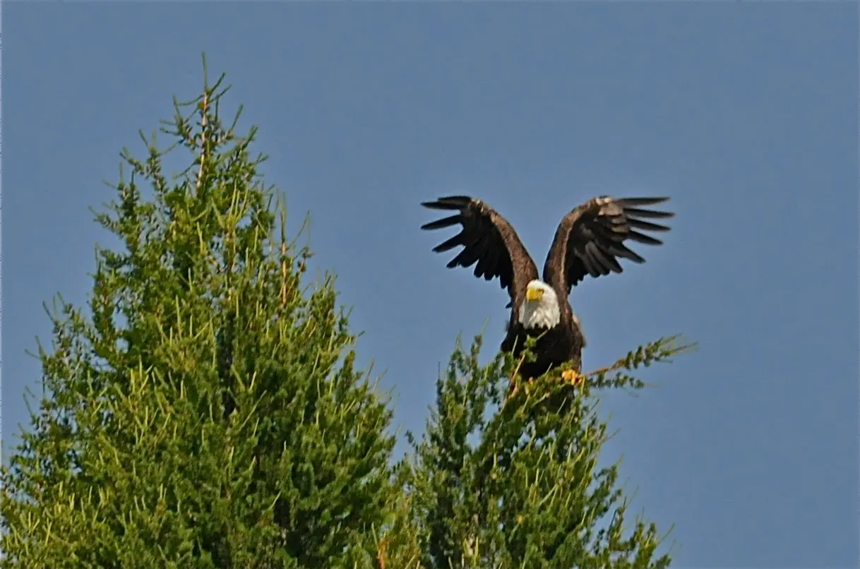 A bald eagle with its wings spread is perched atop a pine tree against a blue sky.