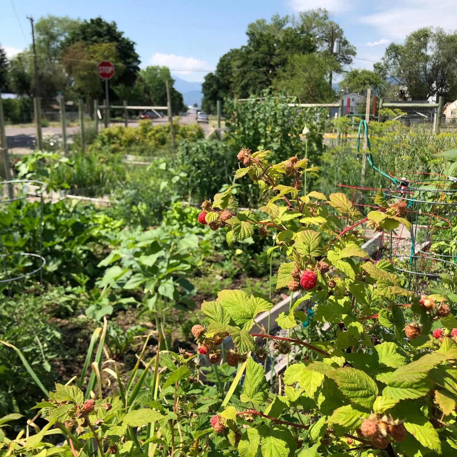 A raspberry bush grows in a garden with a neighborhood street visible in the background.