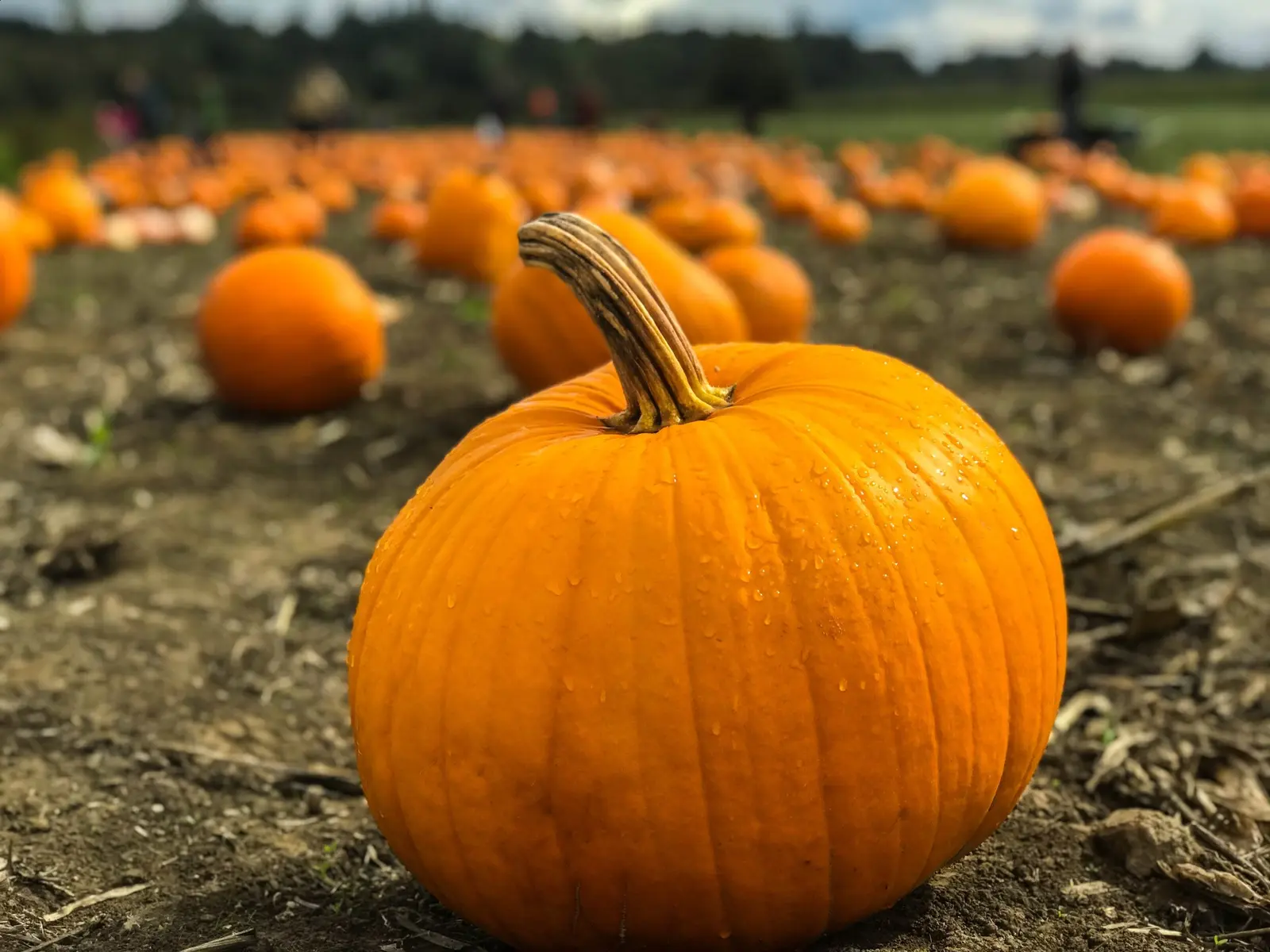 A single large, orange pumpkin sits in a field filled with many other pumpkins in the background.