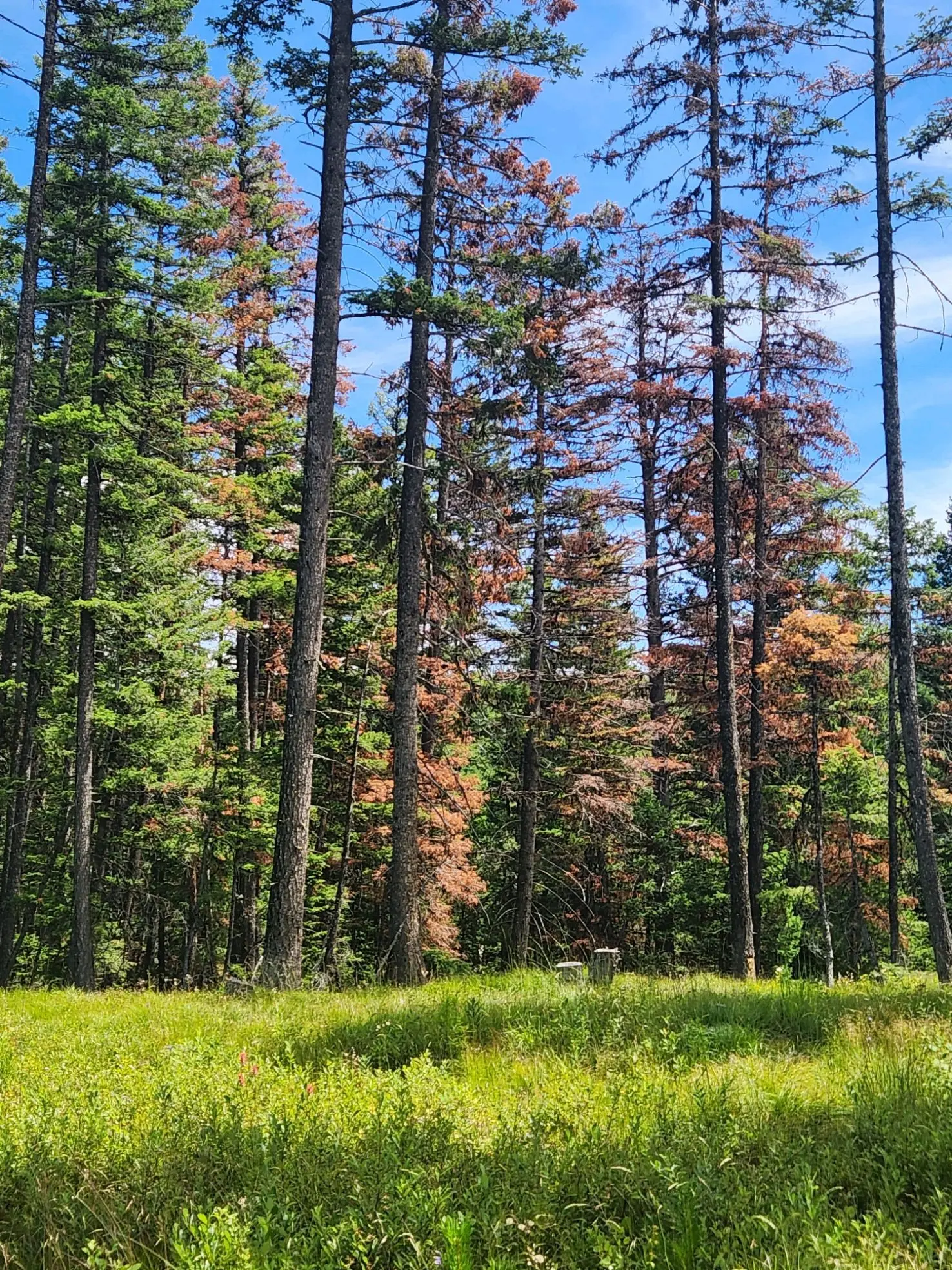 A stand of timber within the North Seeley Wildland Urban Interface - Highway 83 Project.