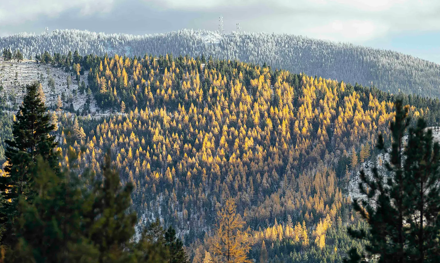 A mountain slope is covered in a mix of green and yellow trees, with snow on the higher peaks.