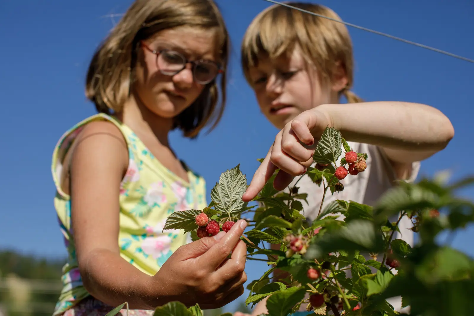 campers examine a raspberry plant on a sunny day during Little PEAS summer camp