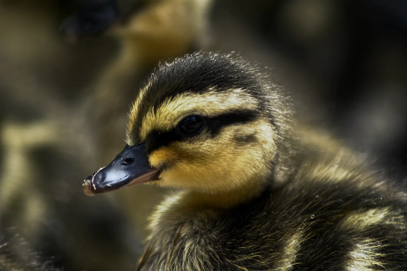 A detailed close-up portrait of a young duckling.