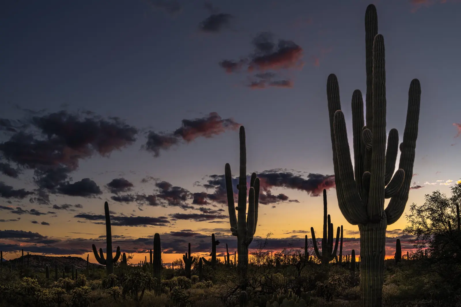 Saguaro cacti are silhouetted against a colorful sunset sky.