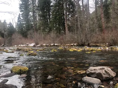 Photo from fs.usda.gov A river flows through a forest scene with mossy rocks and a small amount of snow on the bank.