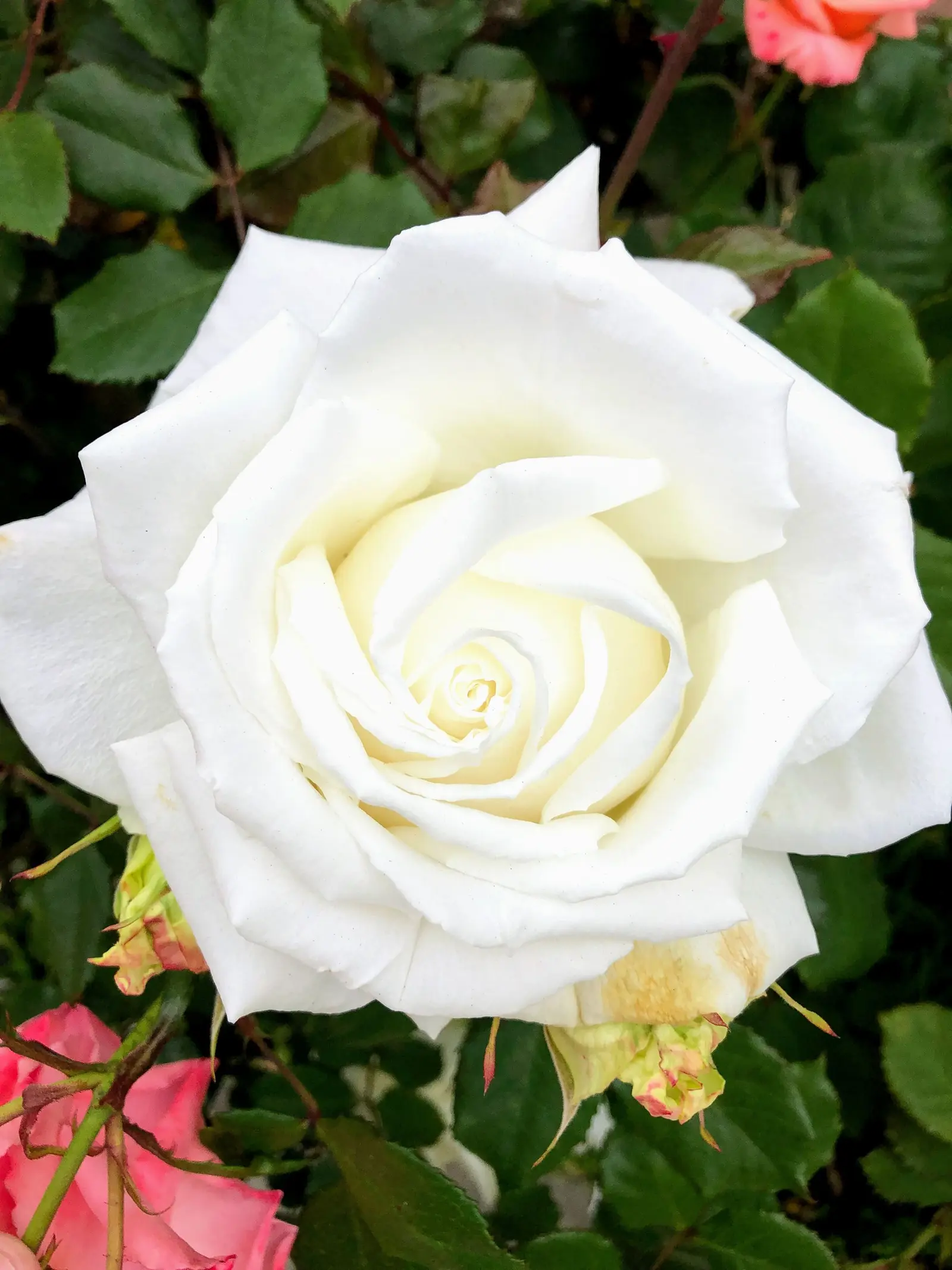 white rose