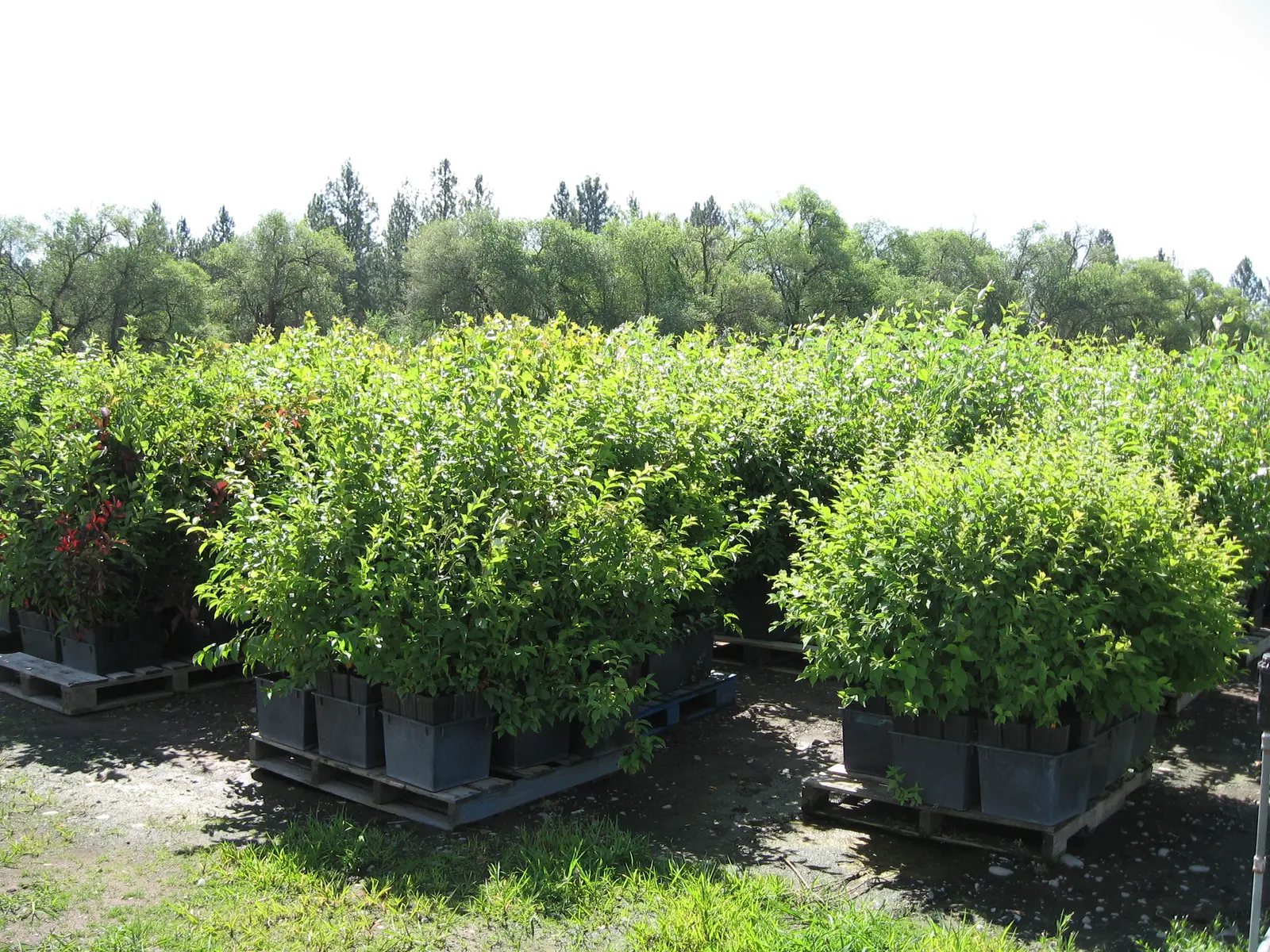 Potted green shrubs are arranged on pallets in an outdoor nursery area.
