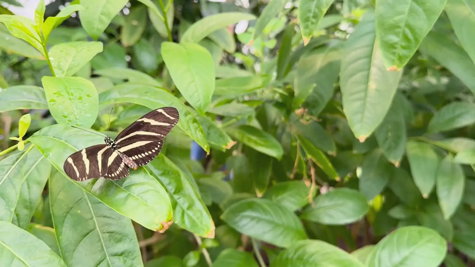 A zebra longwing butterfly rests on a green leaf.