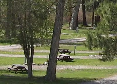 Picnic tables are situated on grassy patches in a forested area.
