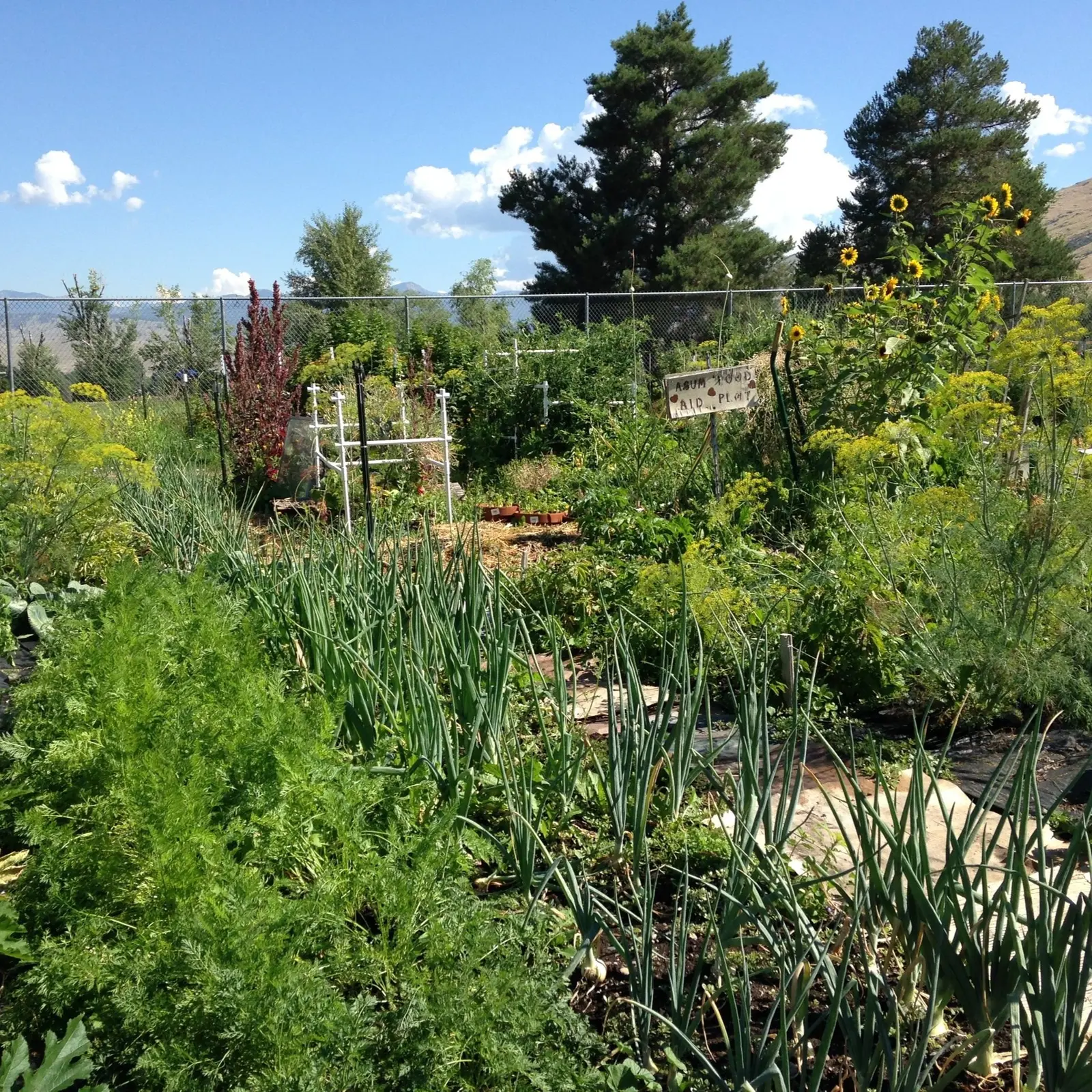 A community garden plot filled with various vegetables, herbs, and flowers under a sunny sky.