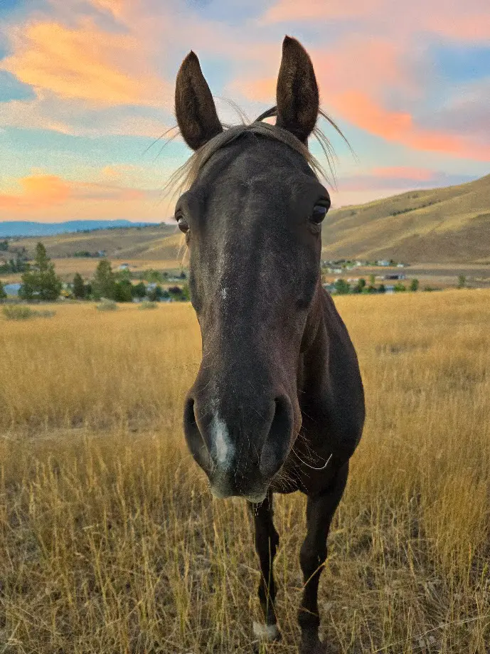 A close-up of a horse standing in a grassy field against a sunset sky.
