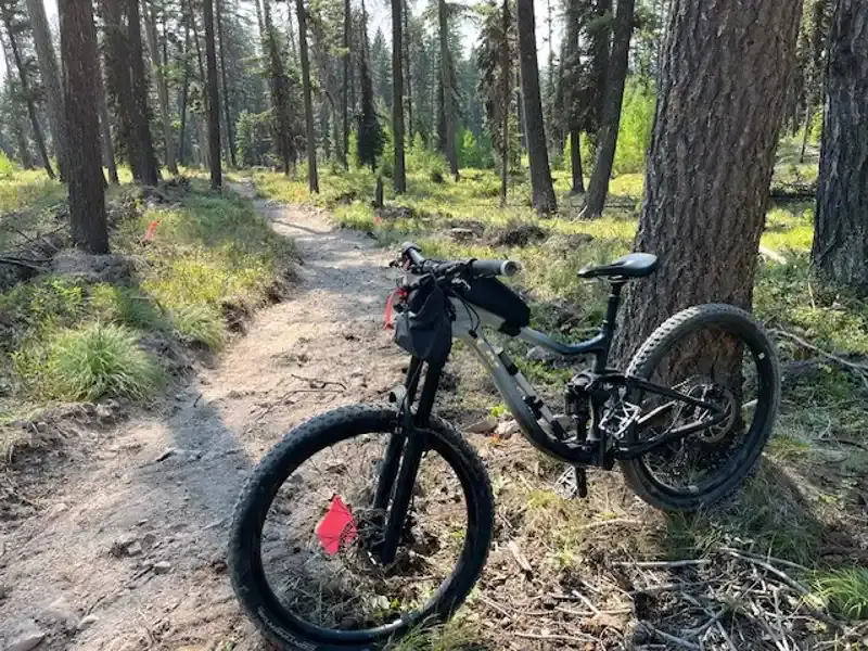 A mountain bike is leaned against a tree on a dirt path in the forest.