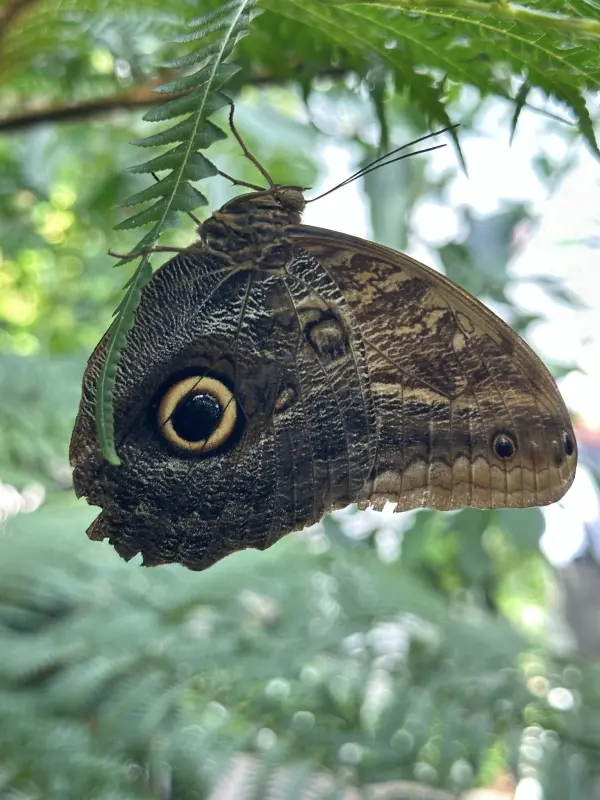 A brown butterfly with a prominent eyespot on its wing rests on a fern leaf.