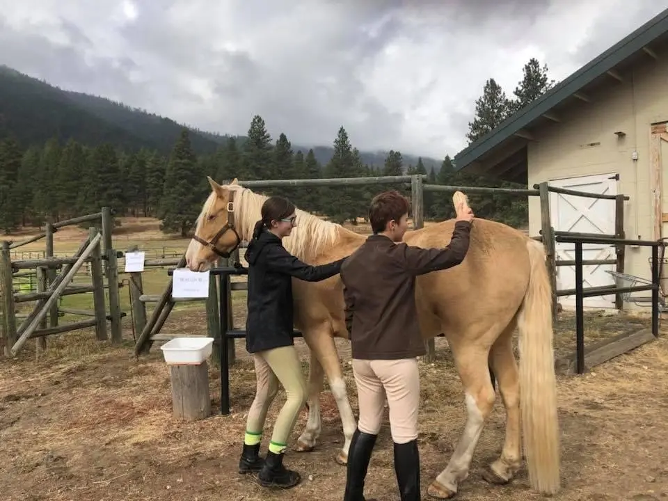 Two individuals groom a light-colored horse in an outdoor pen near a building.