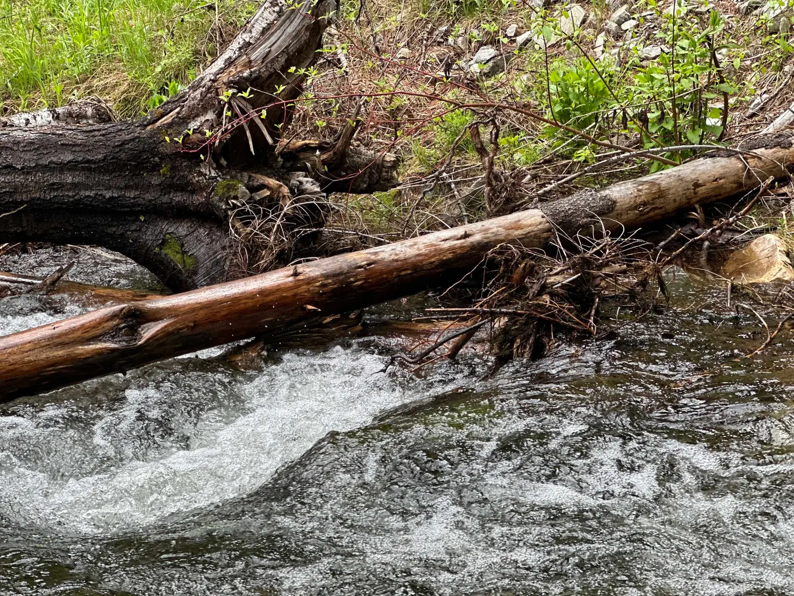 Fallen logs rest across a flowing mountain stream.