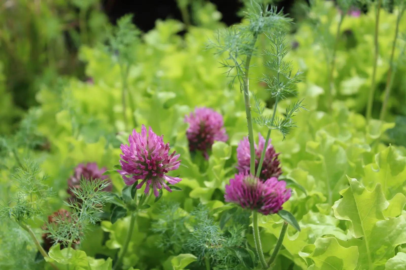 Several bright pink clover flowers grow amidst bright green foliage.