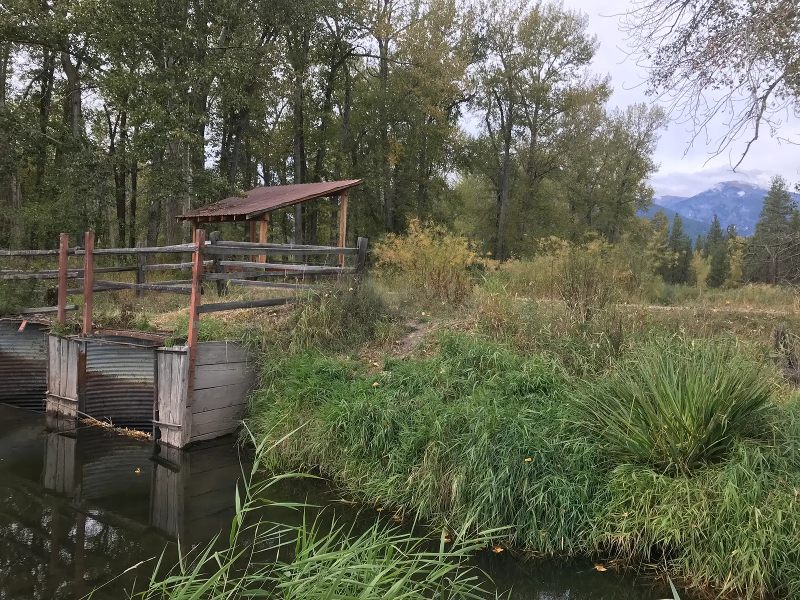 A wooden water control structure on the riparian shore of North Burnt Fork Creek