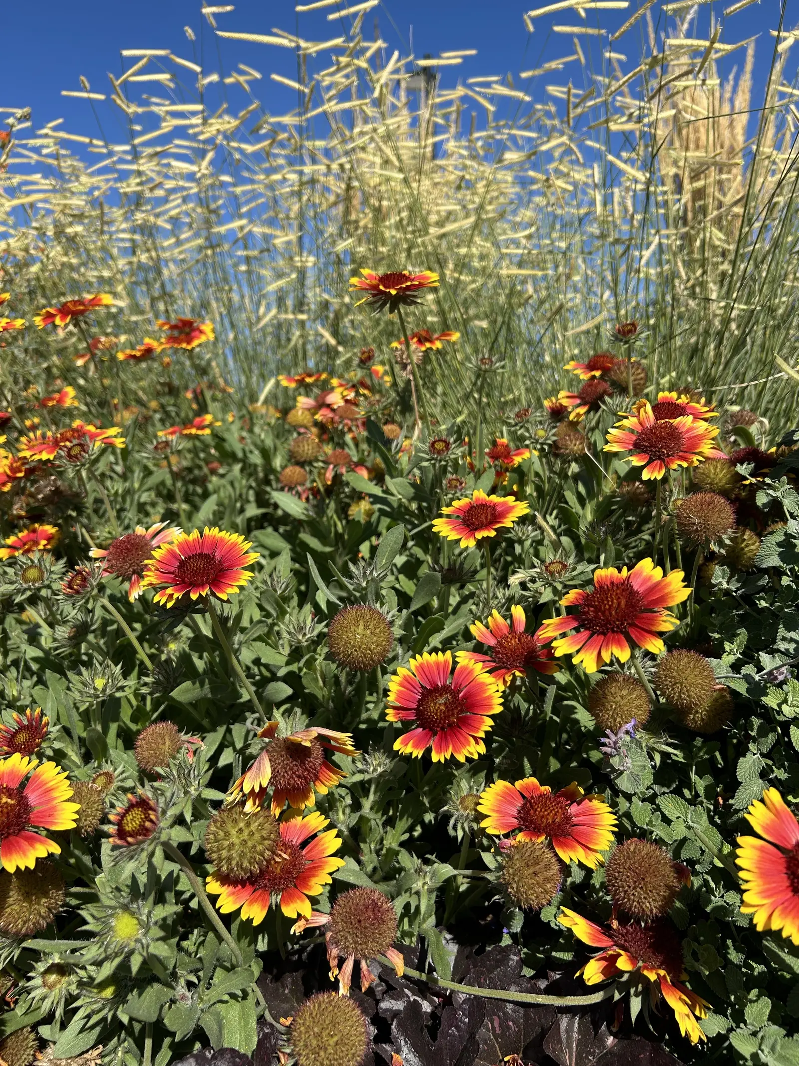 A patch of red and yellow gaillardia flowers grows in front of tall ornamental grasses against a clear blue sky.