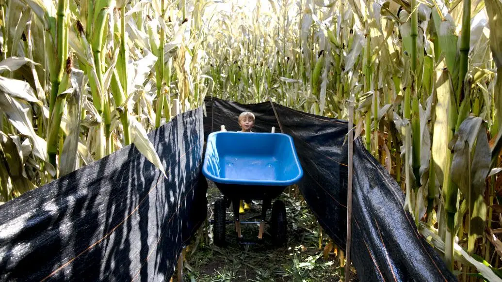 Crafting a mining-themed corn labyrinth in Missoula