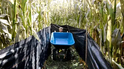 Photo from missoulian.com Crafting a mining-themed corn labyrinth in Missoula