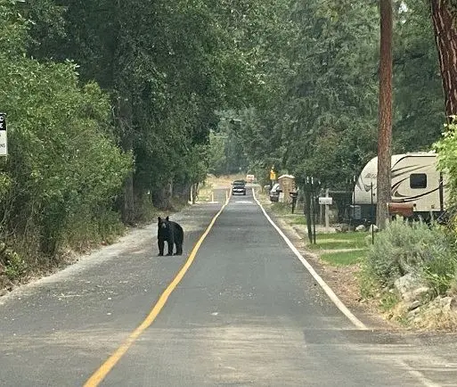 Bear by Gwen Florio 513 X 434