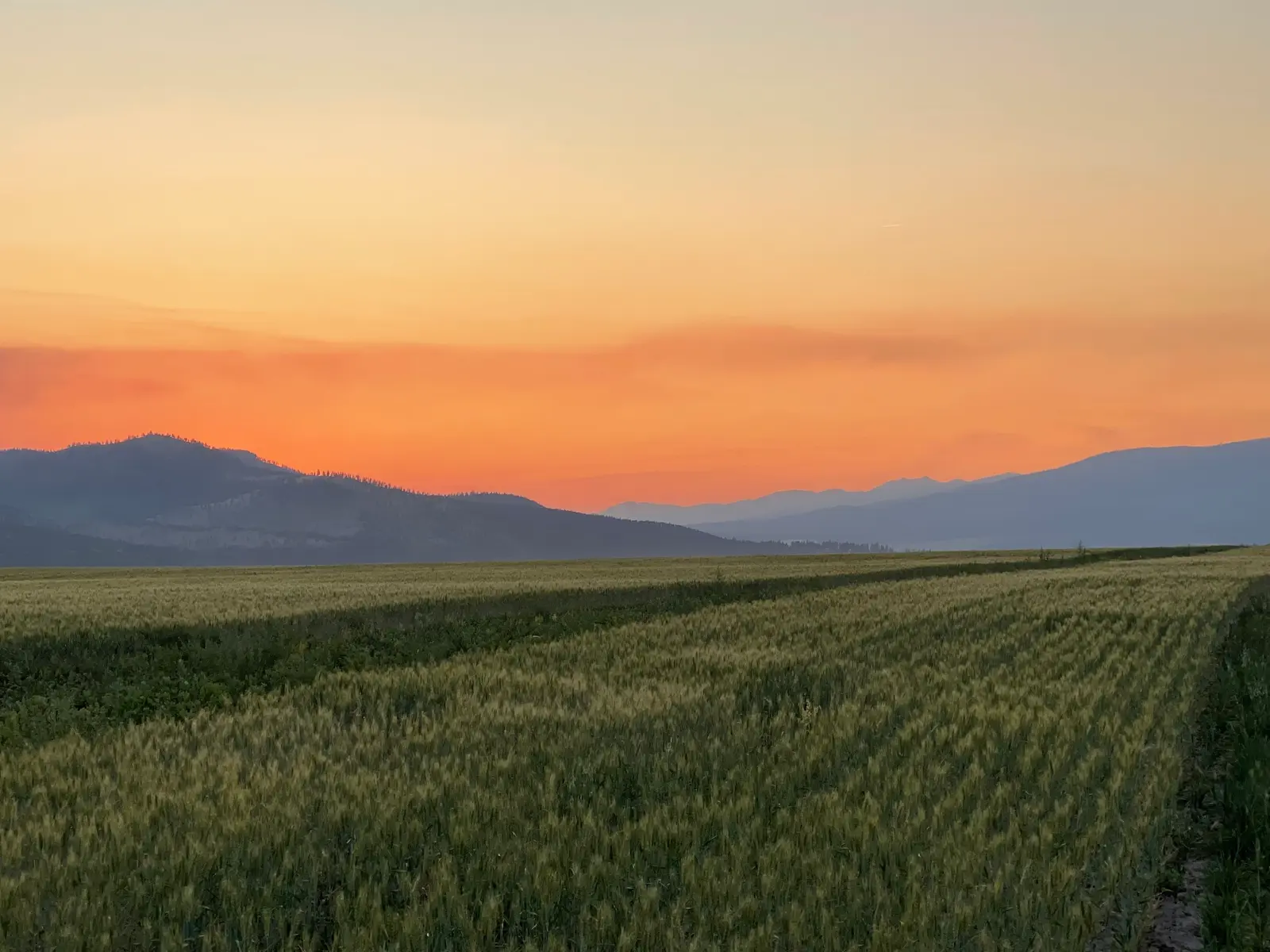 A sunset casts an orange glow over a large field with mountains in the background.