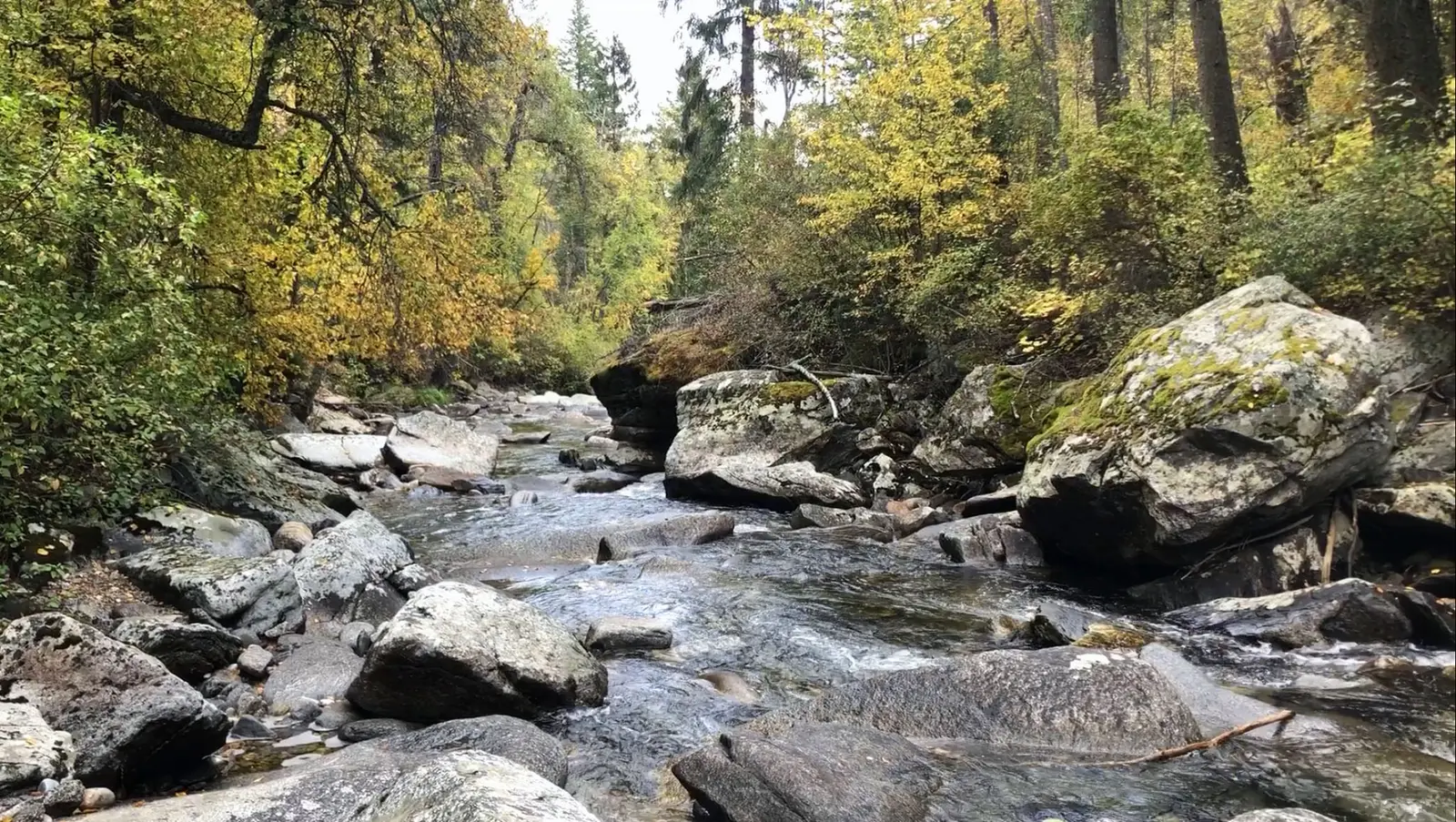 A small stream flows through a rocky forest landscape in autumn.