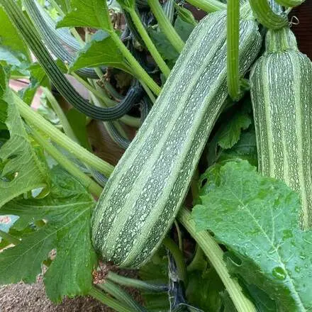 Two striped zucchinis grow on a vine surrounded by large green leaves.