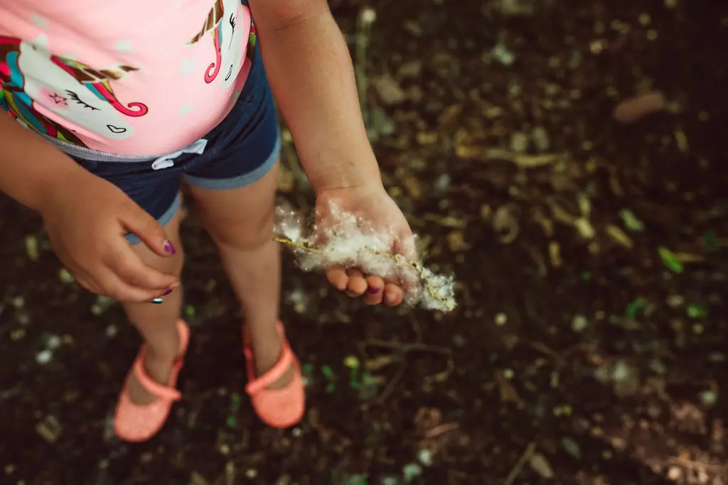 A child stands outdoors holding a small cluster of fluffy plant seeds in their palm.