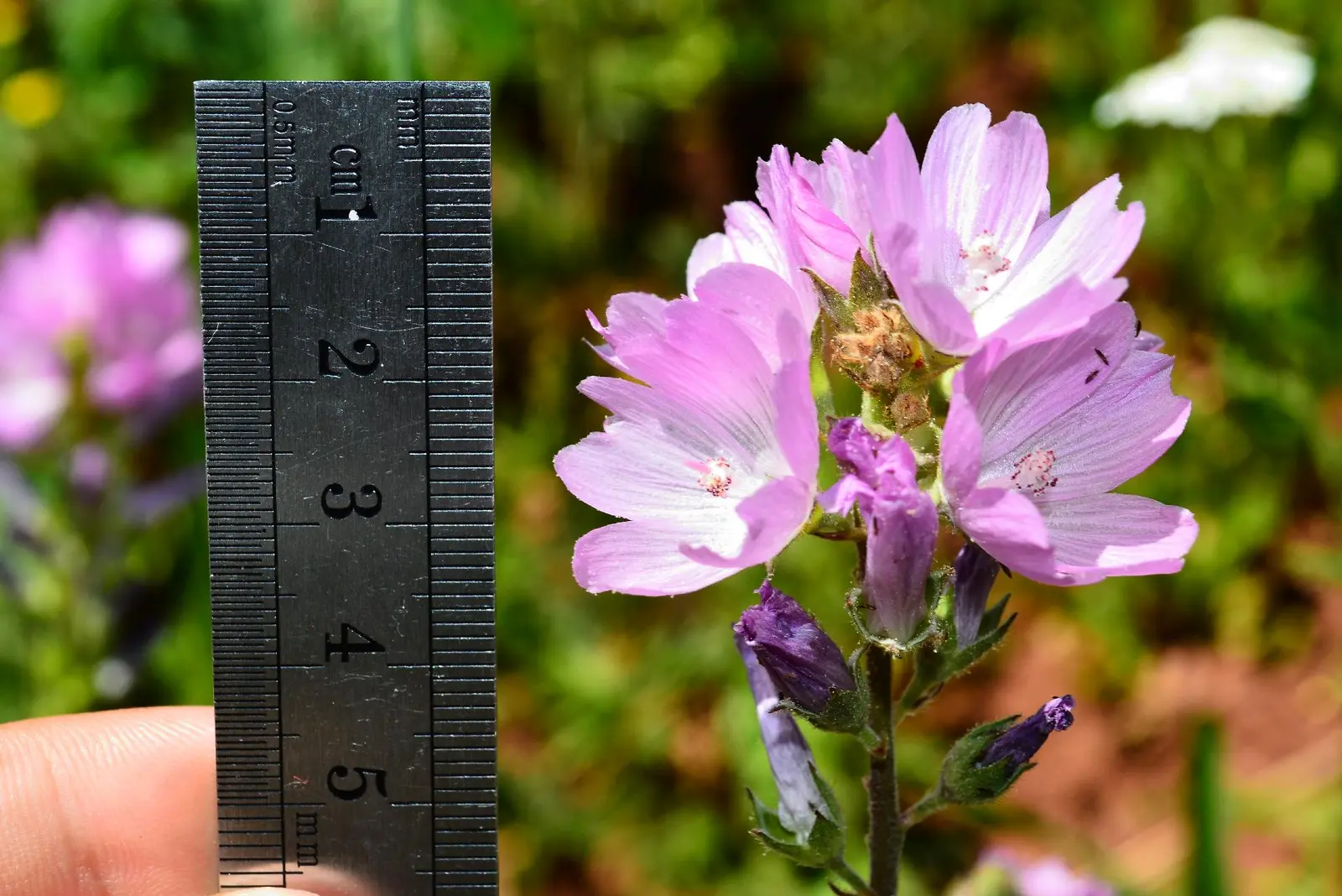 A hand holds a metal ruler next to a cluster of purple flowers.