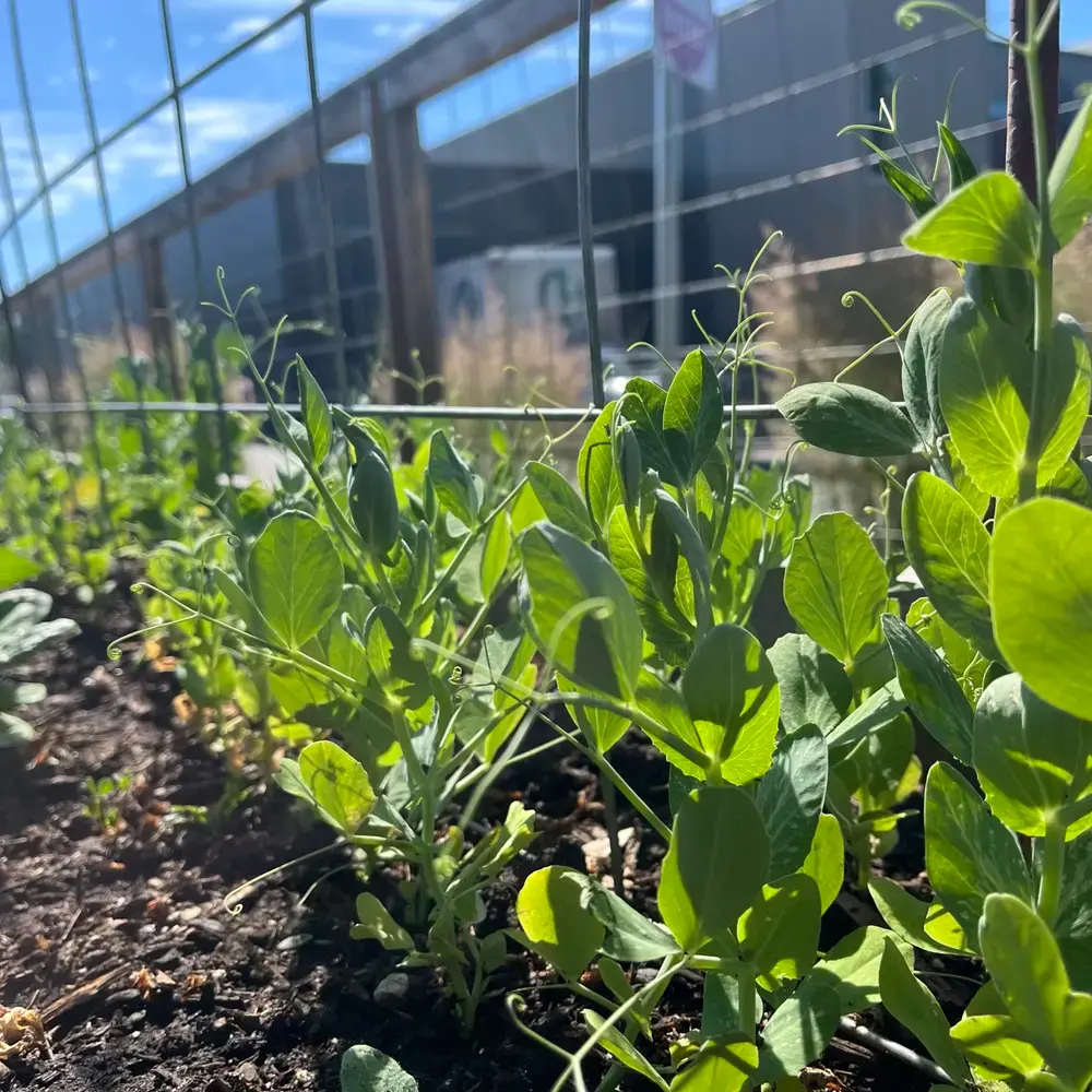 Young pea plants grow against a wire trellis in a garden bed.