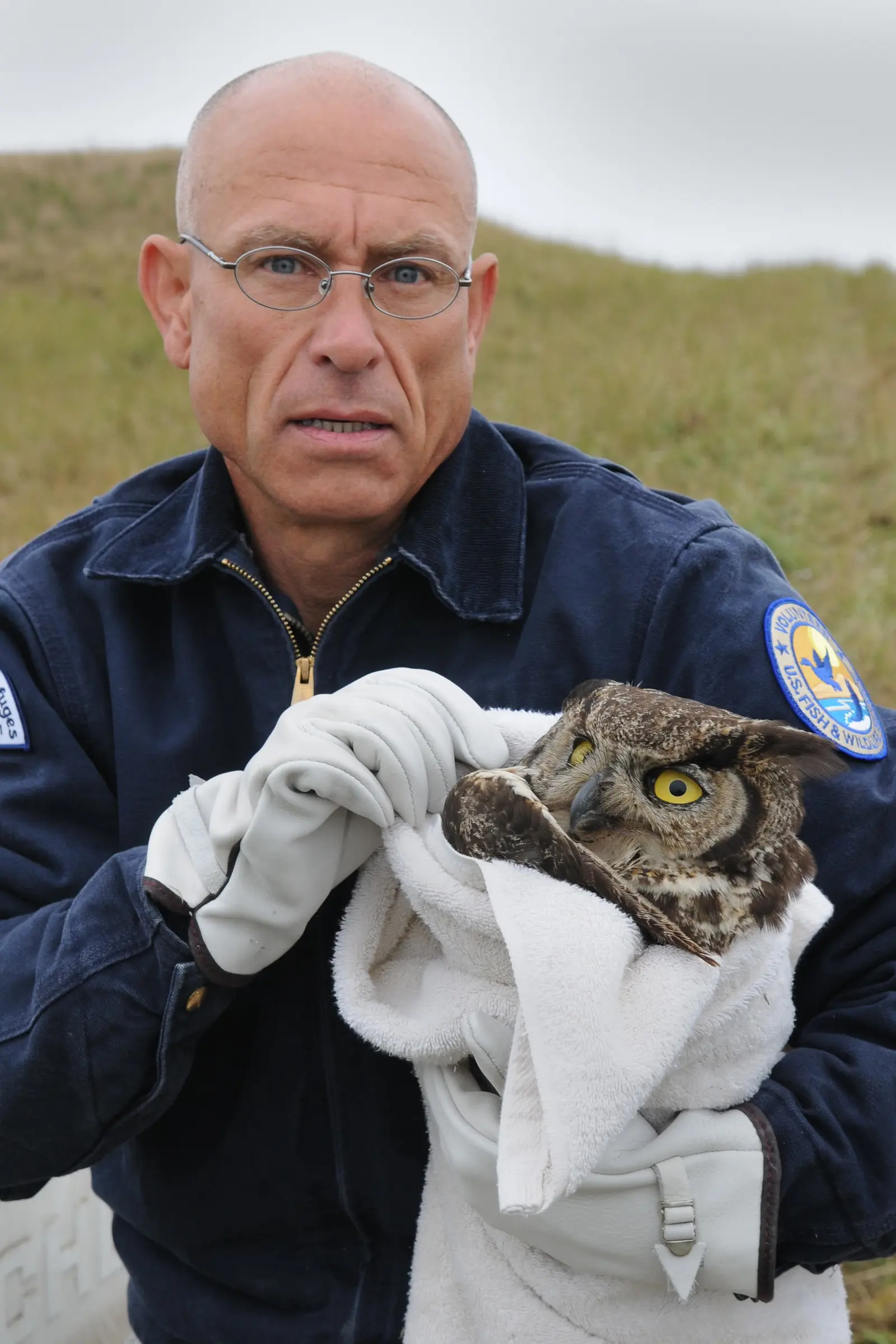 Volunteer and injured great horned owl