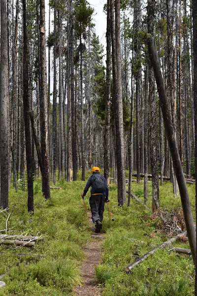 A person with a backpack and hiking poles walks along a narrow trail through a dense forest.