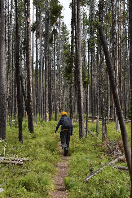 A person with a backpack and hiking poles walks along a narrow trail through a dense forest.