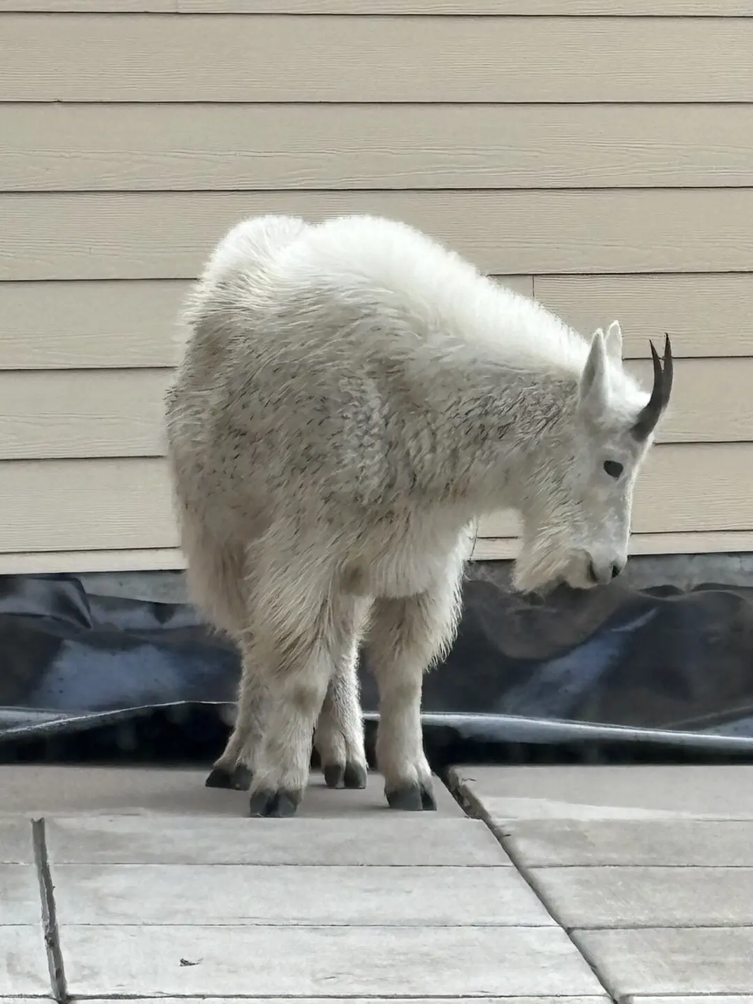A mountain goat stands on a paved surface near a building wall.