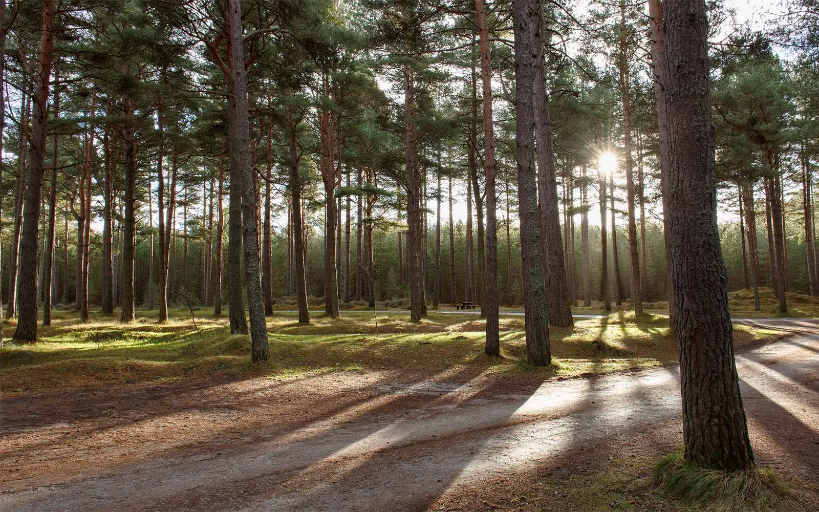 Sunlight filters through tall pine trees in a forest area.
