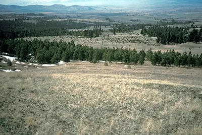Photo from myfwp.mt.gov Threemile