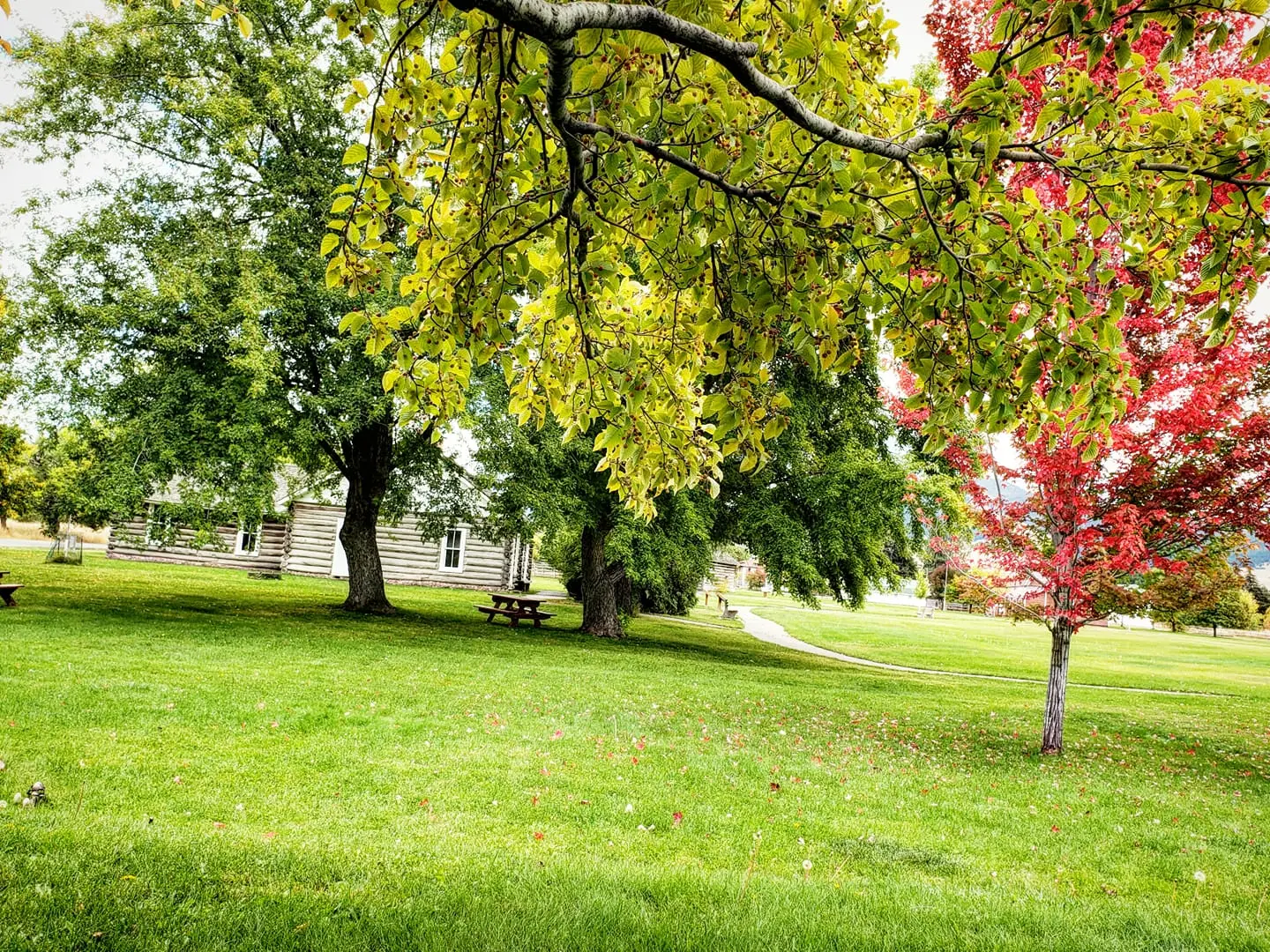 A peaceful park setting features a grassy lawn, mature green and red trees, and a wooden cabin.