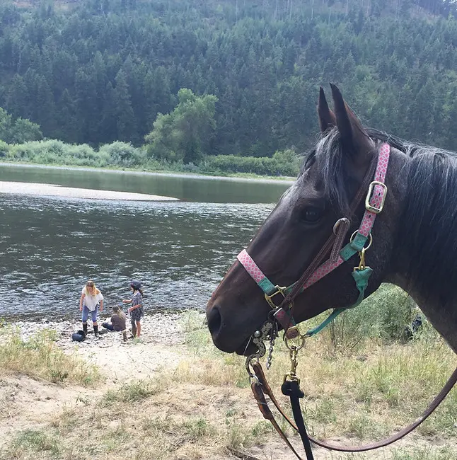 A horse in the foreground overlooks people by a riverbank in a wooded area.