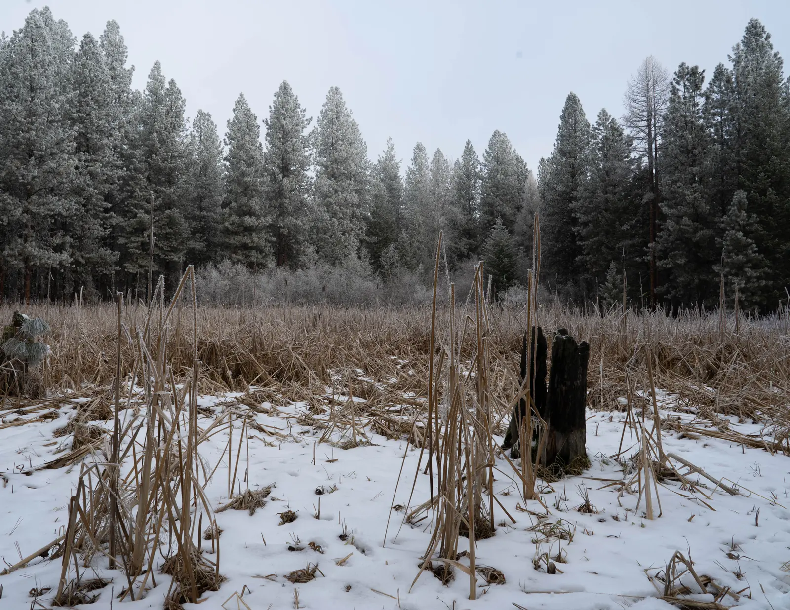 A snowy landscape features a field of dried reeds in front of a frost-covered evergreen forest.