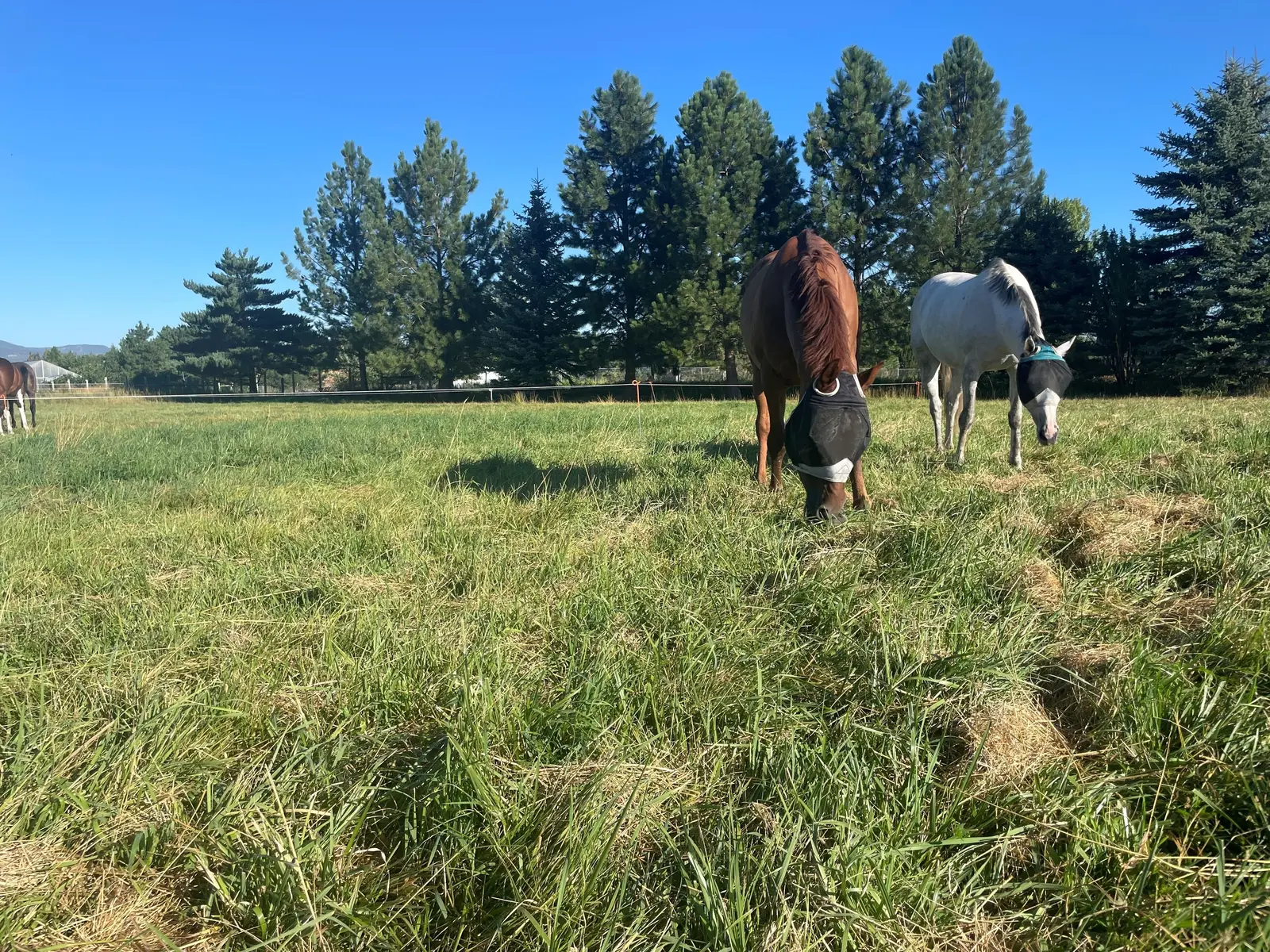 Pasture Evaluation Program